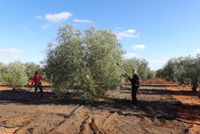 Maschinelles und h&auml;ndisches Ernten der reifen Oliven